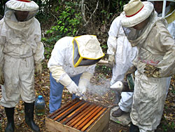 Harvesting Honey